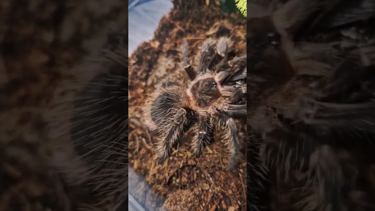 Was missing 2 legs now 2 molts in can barely notice #tarantula #lasiodoraparahybana #legs #missing