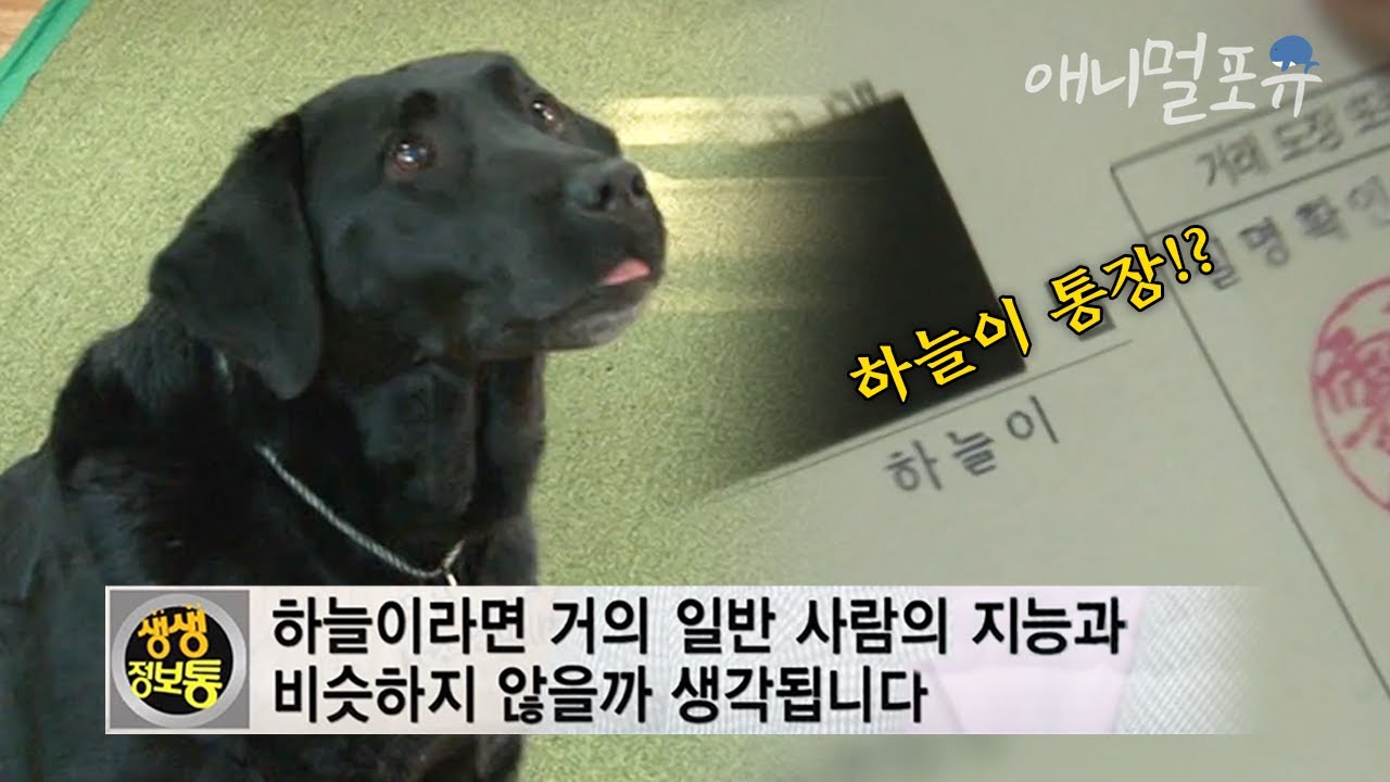 중학생 지능이라는 레전드 천재견 하늘이.. 통장에 돈을 모아 기부까지 한다?! | KBS 생생정보통 140319 방송