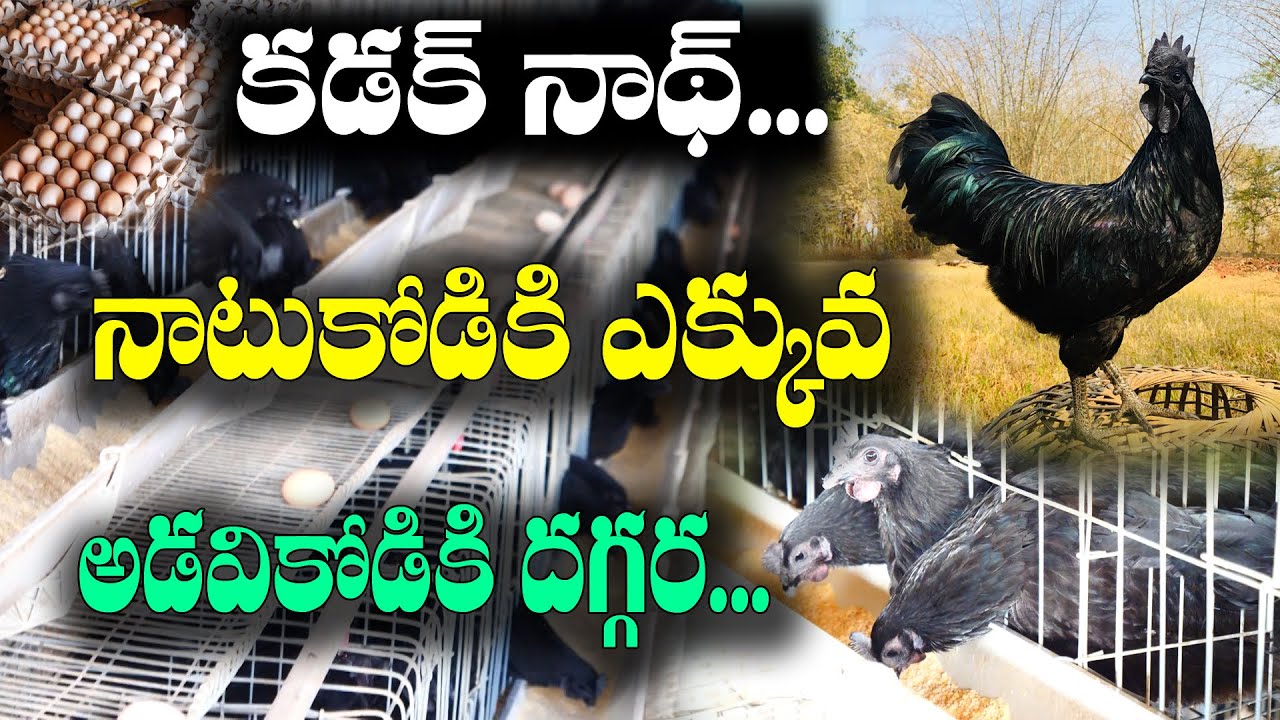 లేయర్ విధానంలో కడక్ నాథ్ కోళ్ల పెంపకం | గుడ్లతో సూపర్ బిజినెస్ | Kadaknath Farming | Diljit