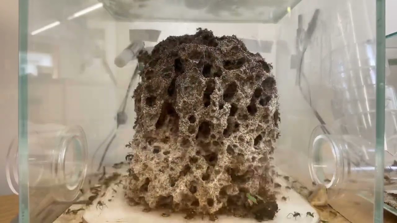 200 Day Timelapse - Leaf Cutter Ants - Fungus Garden Growth: Acromyrmex Octospinosus