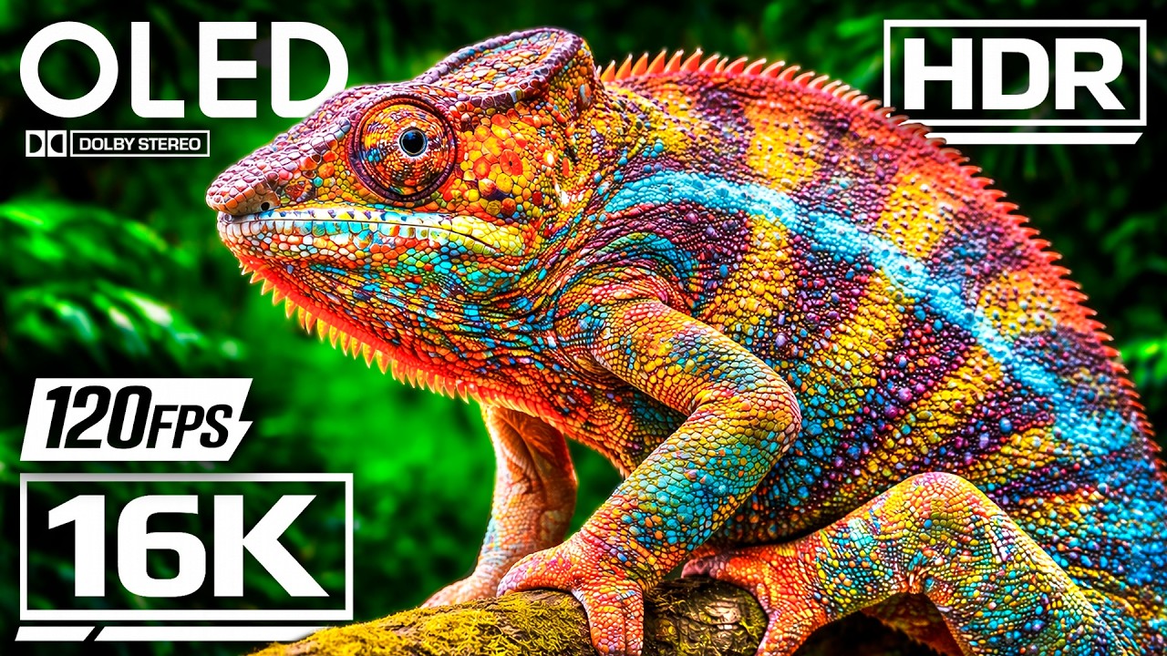 Best TRUE OLED Demo HDR 12K VIDEO Ultra HD Dolby Vision&trade; 60fps