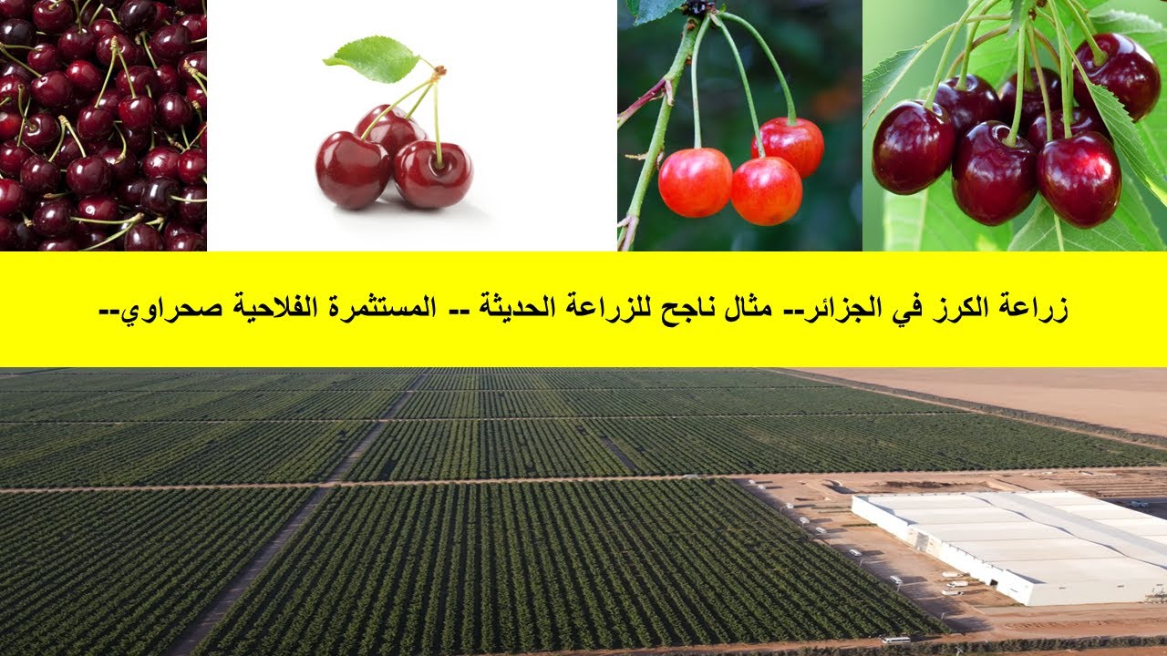 زراعة الكرز في الجزائر-- مثال ناجح للزراعة الحديثة -- المستثمرة الفلاحية صحراوي--