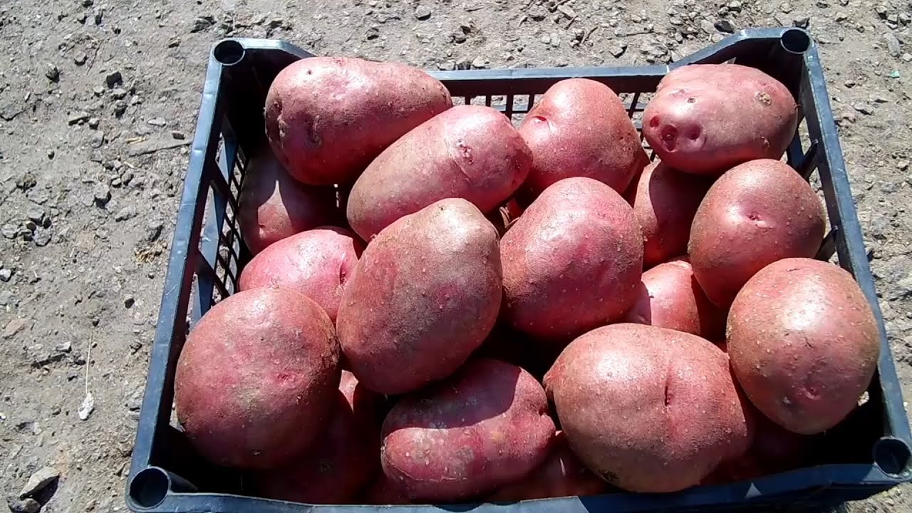Вирощування картоплі відро з куща
