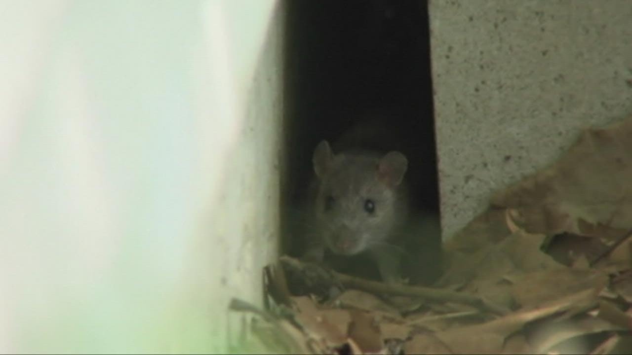 Rat problem plaguing Cleveland's Public Square