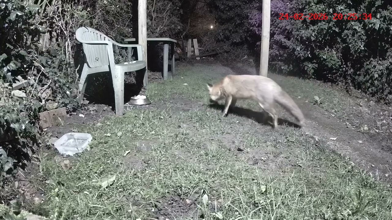 Flash was out on a mission last night. 🦊💕👀👀👀