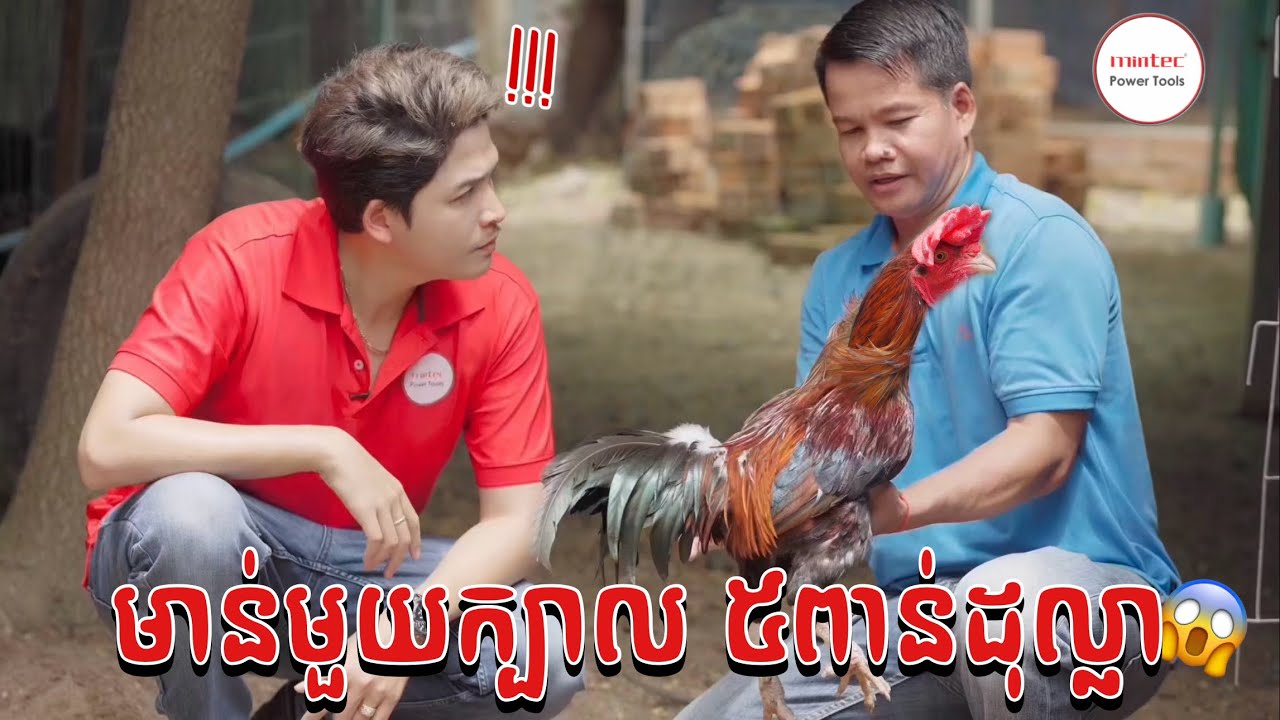 បច្ចេកទេសចិញ្ចឹមមាន់ពូជពិសេសនិងការផលិតចំណីរកទីផ្សារដោយខ្លួនឯងនៅកសិដ្ឋាន Chickenkp Khmer