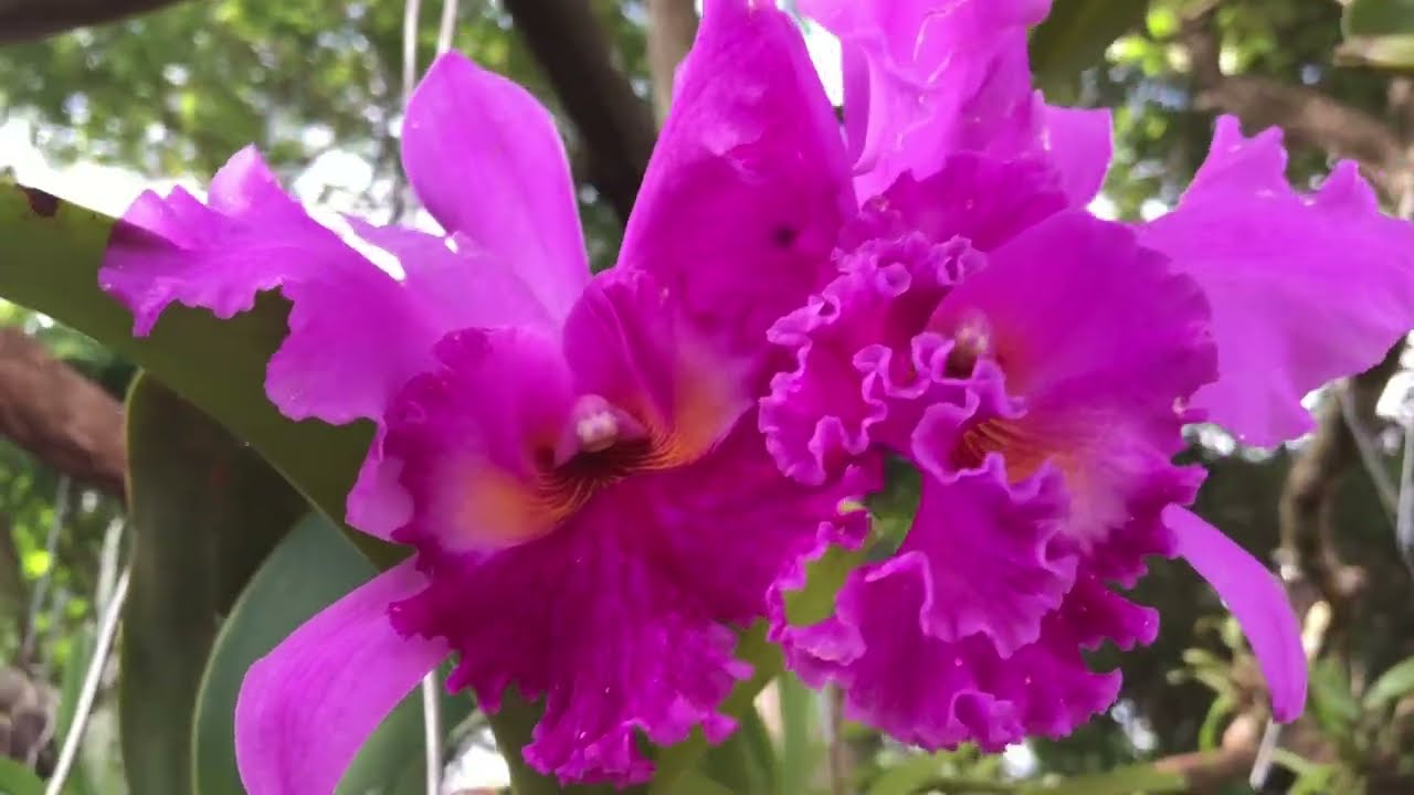 Um novo lugar para minhas orquídeas e elas amaram 😍