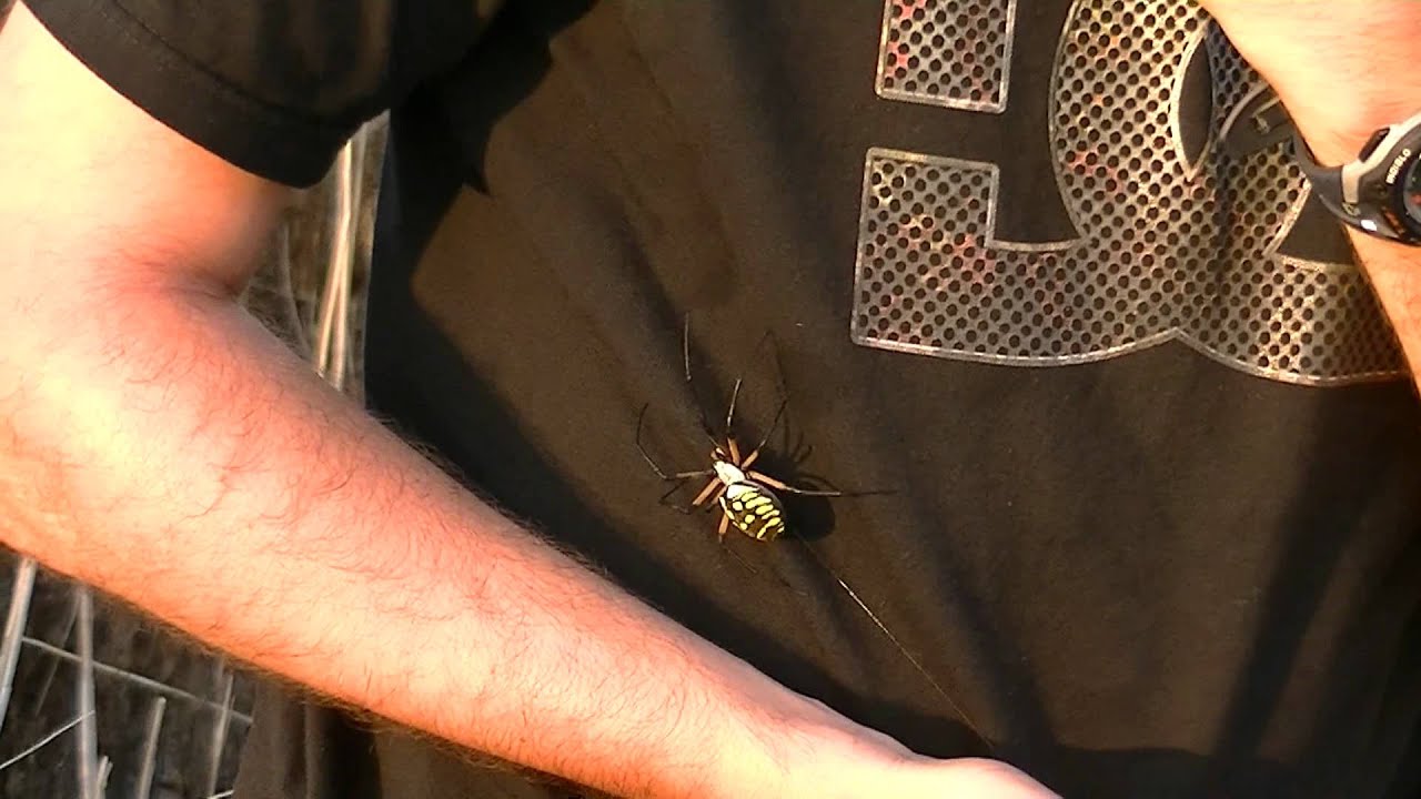 Me Handling BIG Argiope Spider