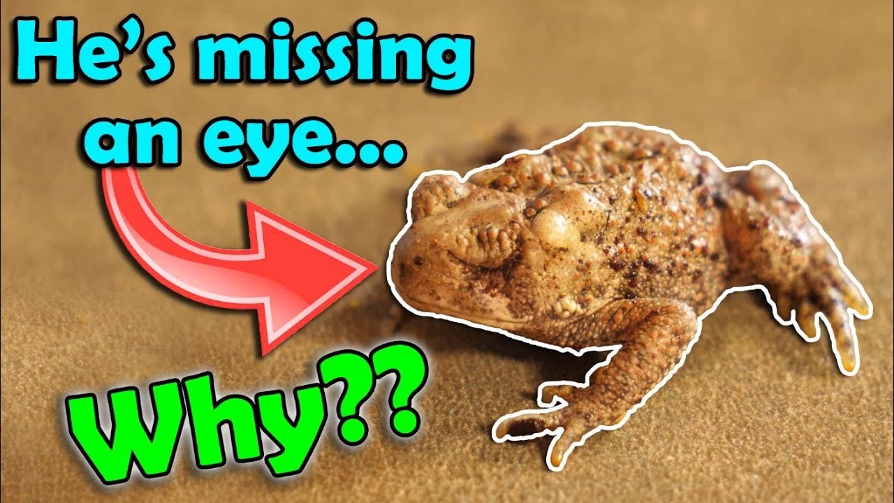 All About Deformities in Amphibians (and what causes them)