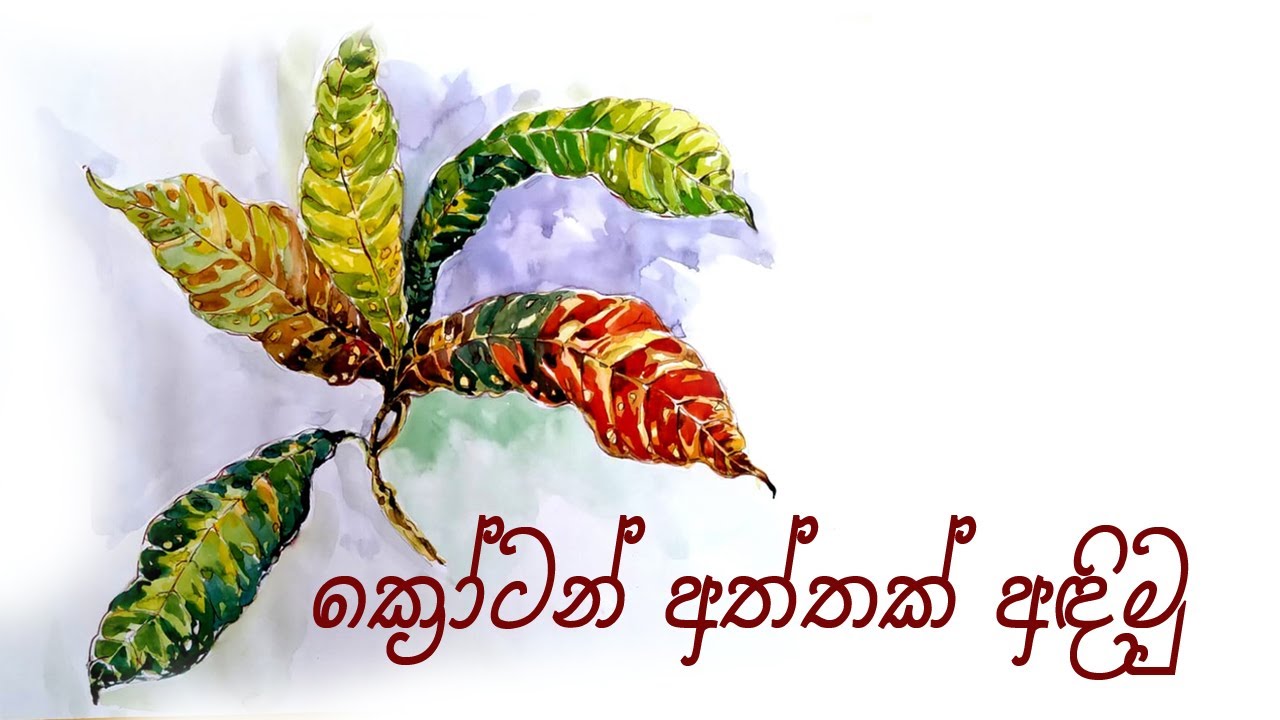 how to draw still life | croton leaf drawing | ක්‍රෝටන් අත්තක් බලා ඇඳීම 6 ශ්‍රේණියට, උසස් පෙළ චිත්‍ර