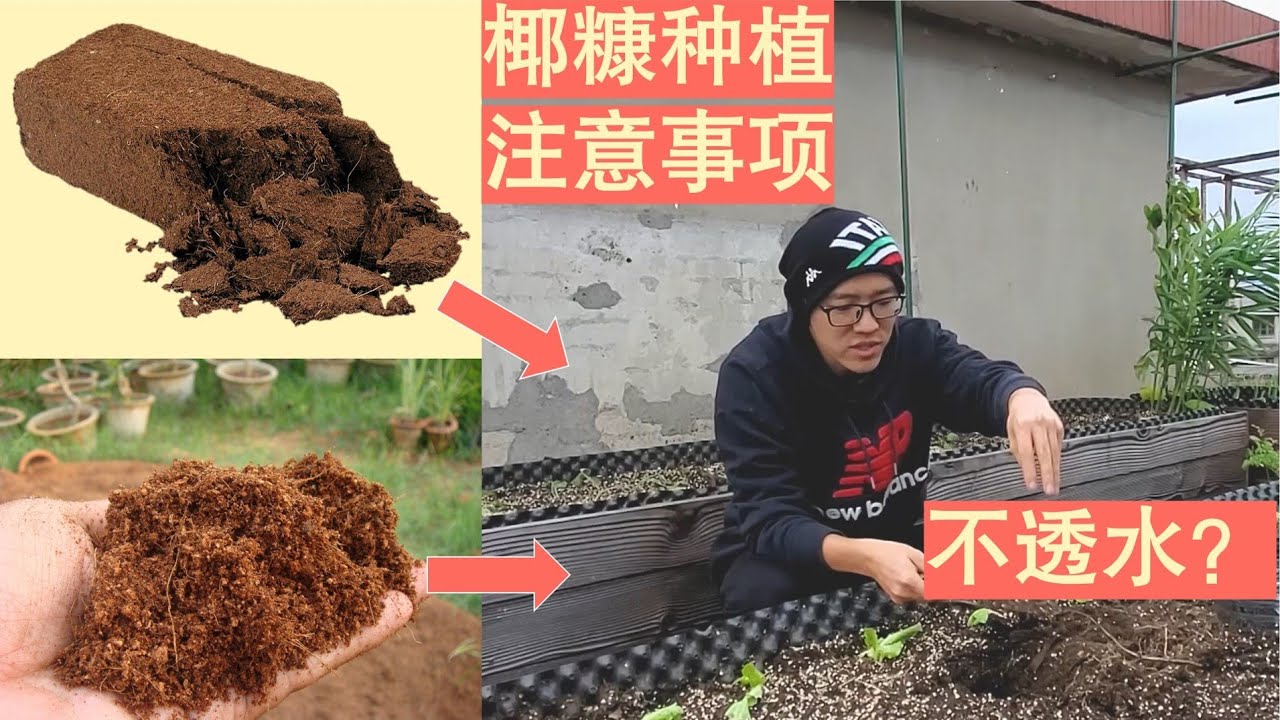 椰糠椰砖种菜土壤板结浇不透水？需要注意什么？种植箱养护经验和教训分享