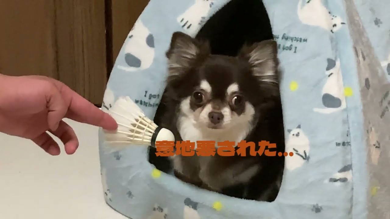 [チワワのみるく&ちょこ💖]お兄ちゃんの遊び方…