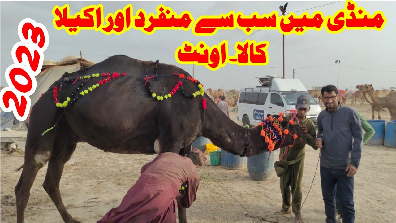 Unique Black Camel in Maweshi Mandi Karachi | Camel Market 2023 | Northern ByPass Camel Mandi