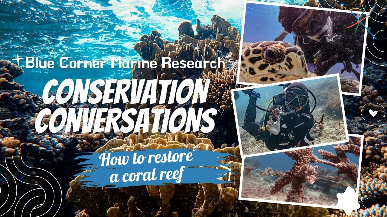 How to restore a coral reef
