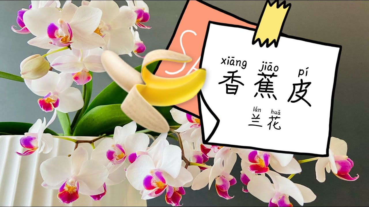 【20151】兰花与香蕉皮，非常好的兰花肥 Orchid and Banana Peel  // 静姐说花338
