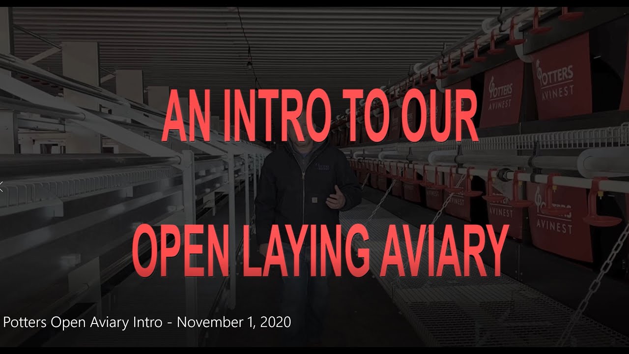 Potters Open Aviary Intro   November 1, 2020