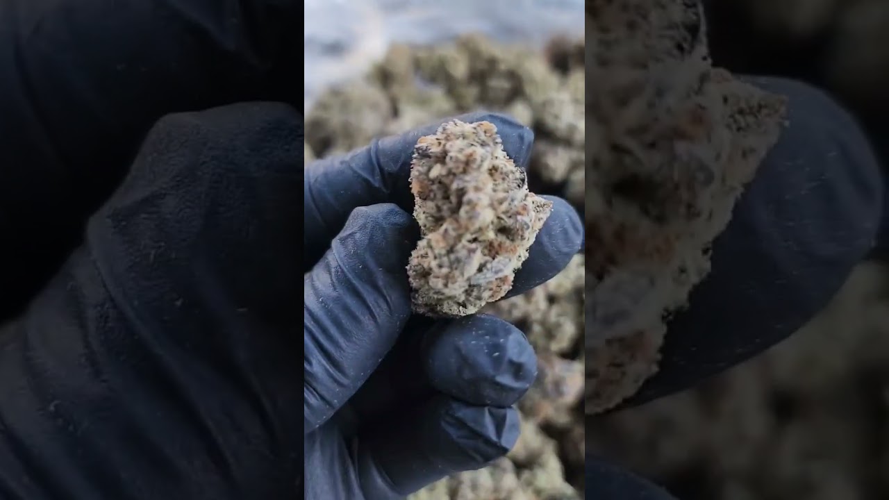 Indoor Hemp THCA GMO COOKIES.