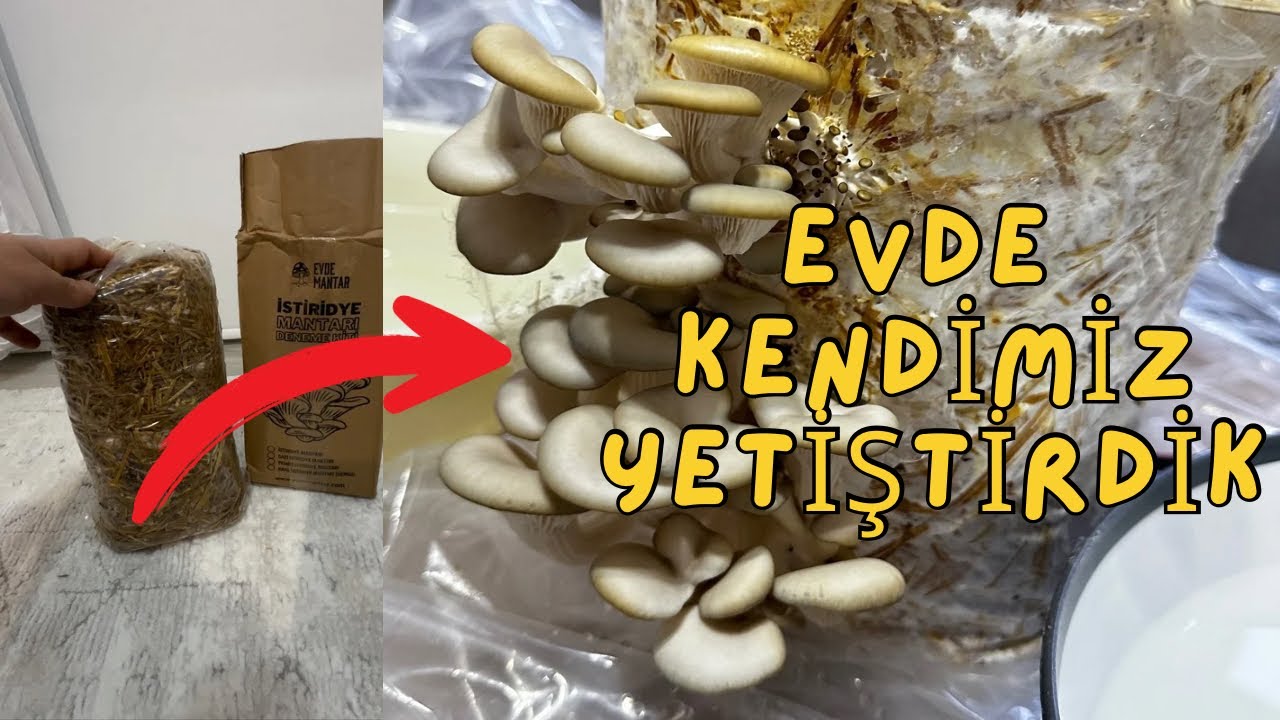 Evde İstiridye Mantarı Yetiştirme