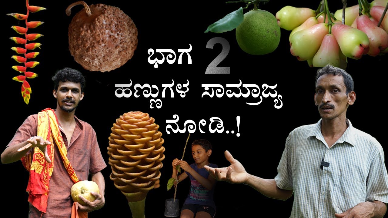 A DAY in Balanja farms Part 2 | ಹಣ್ಣುಗಳ ಸಾಮ್ರಾಜ್ಯ ಭಾಗ 2 | Bhat n Bhat with Anil balanja
