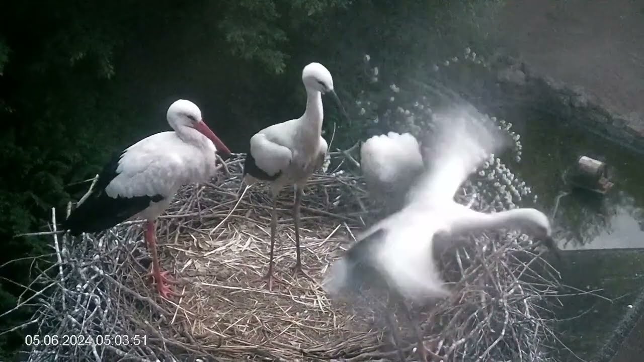 Kurz vor dem Abflug: die letzten Tage im Storchennest in Heddesheim (05.06.2024 I]