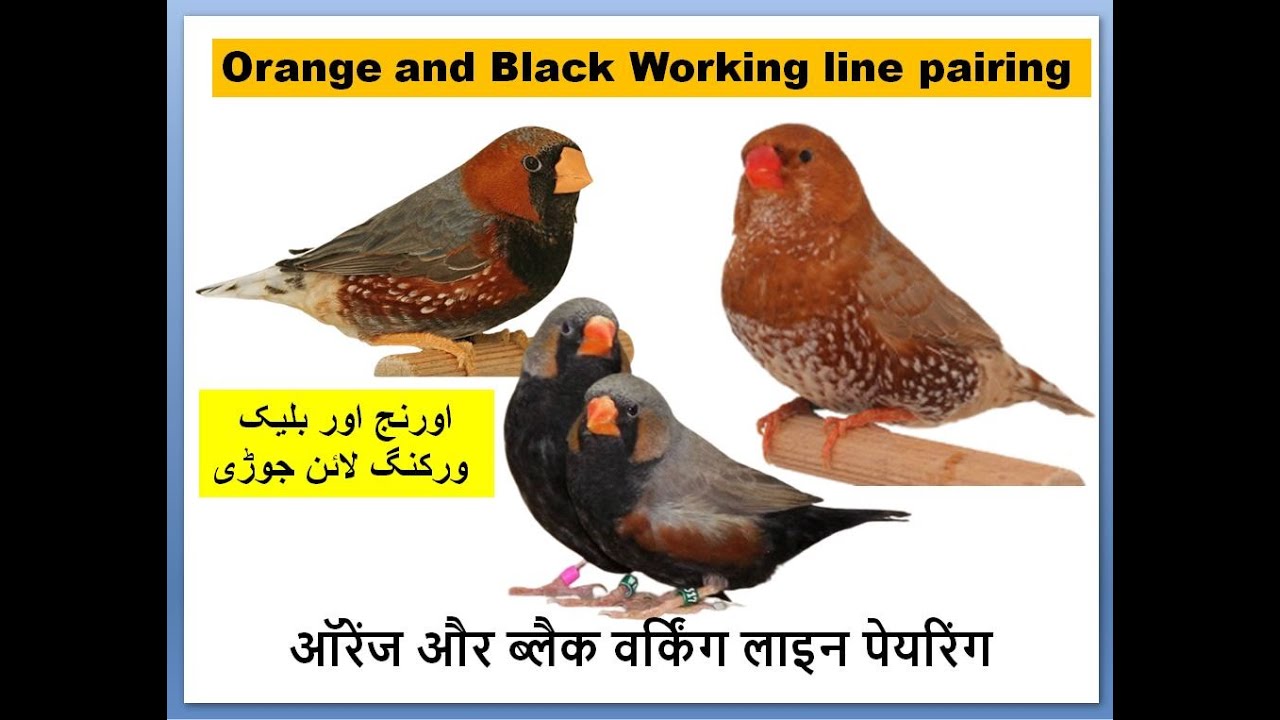Zebra Mutation Finches pairing Orange and 3B working | Birds | birds breeding | all birds