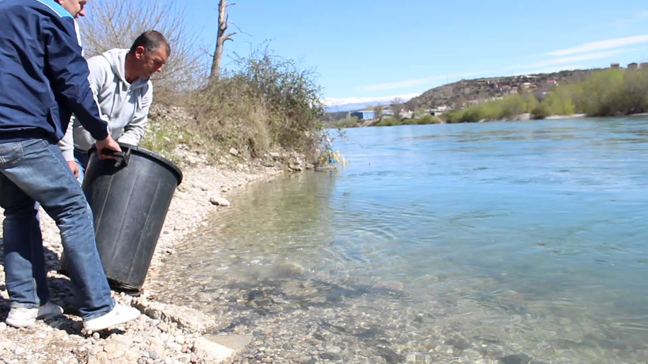 Čapljina portal: Poribljavanje Neretve 2015