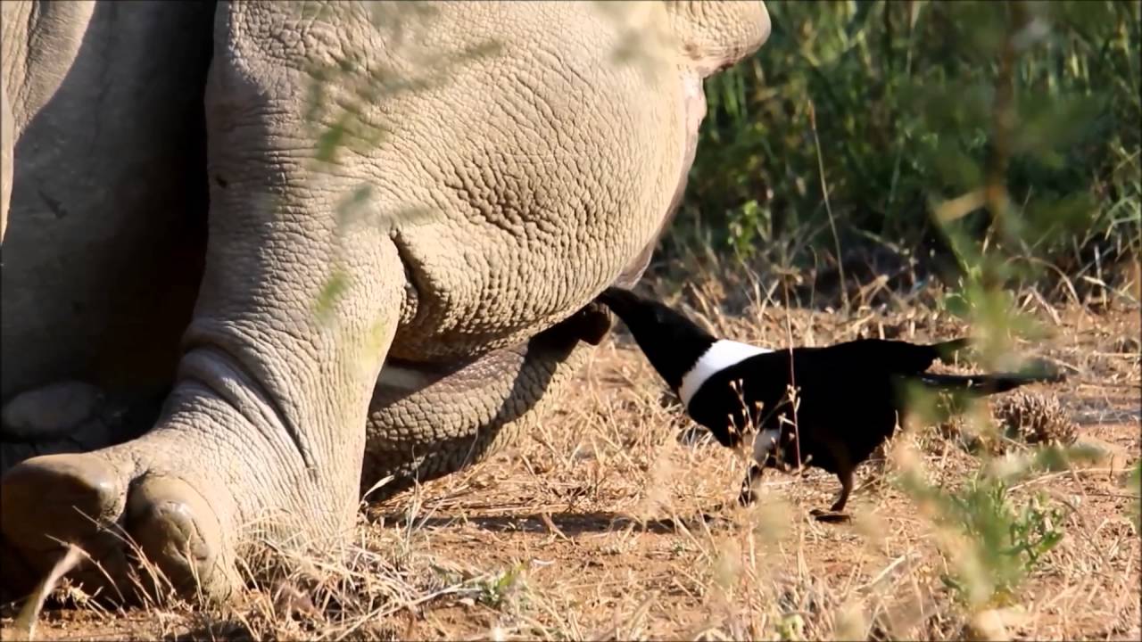 Умная ворона избавила носорога от хитрых клещей