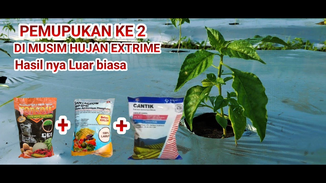 ⛔PEMUPUKAN KE - 2 DI MUSIM HUJAN. PUPUK FORMASI ALA JAMPANG TANI HASIL NYA TERLALU OV... ⛔