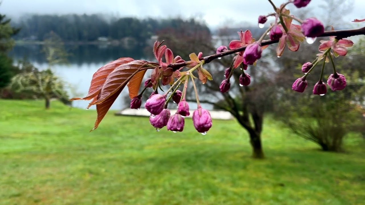 Longbranch, WA - A good home