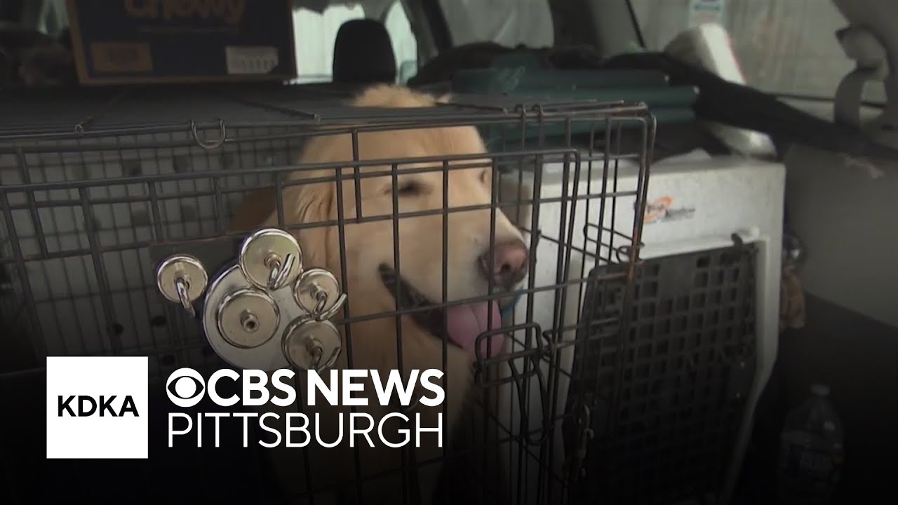 What's the best way to transport your dog in the car?