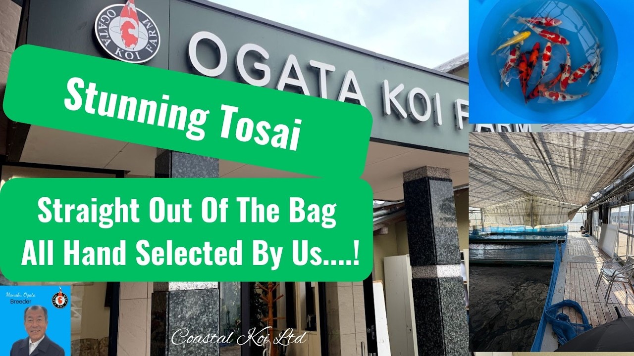 Ogata Shipment Unboxing 