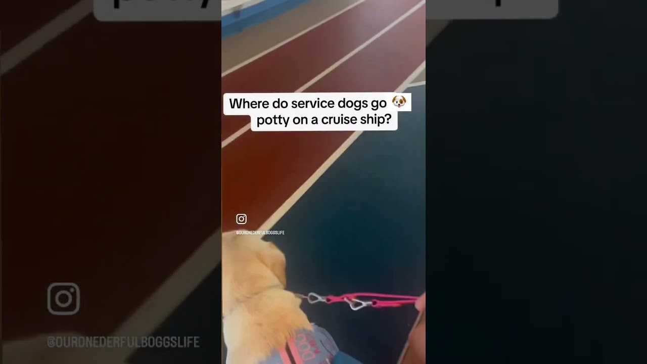 Where does a service dog go to the bathroom on a cruiseship?