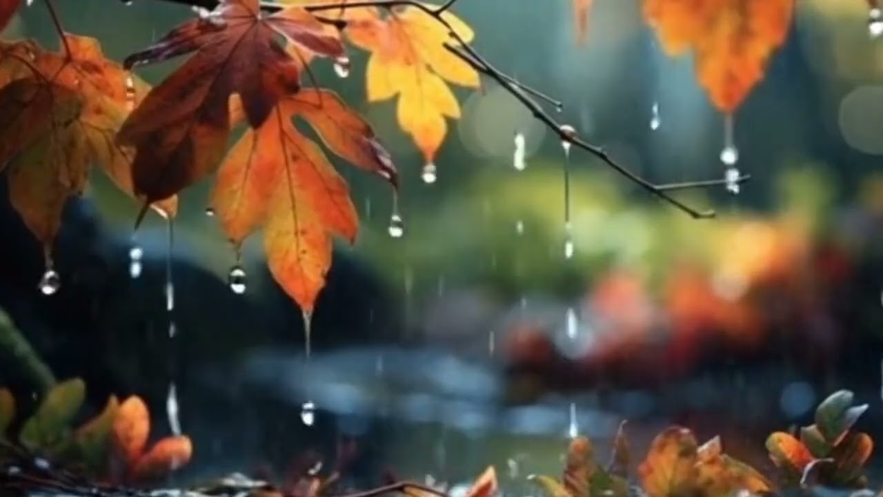 15 Minutes of Meditation | Relaxing Rain 🌧️