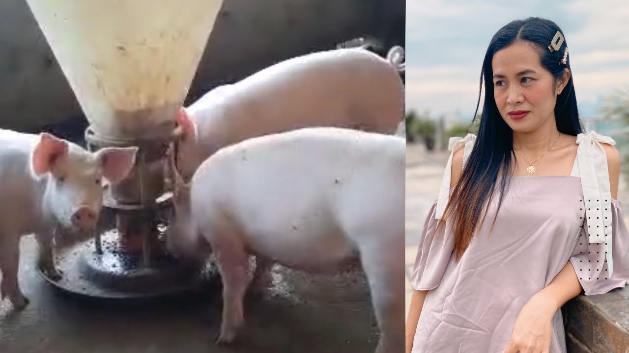 Feeding program mula biik hanggang fattener