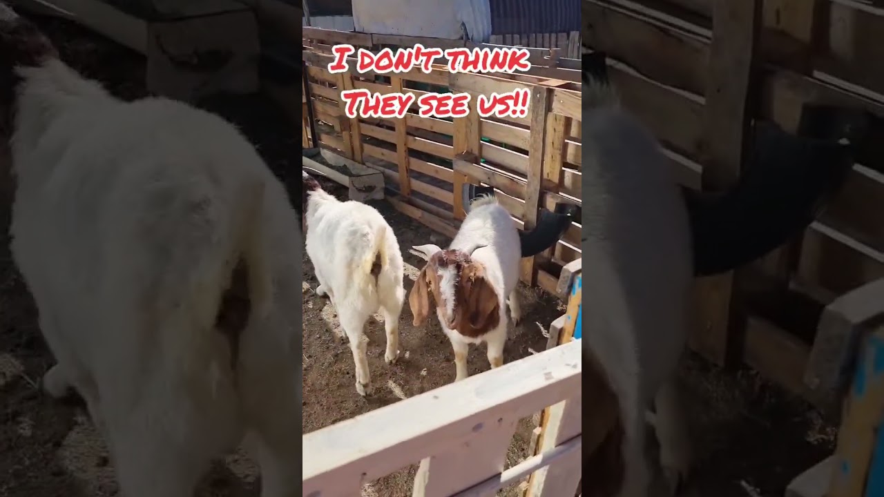 Boer Goats!!🐐🐐 Bucks want the doelings🙈🙉🙊 #shorts #shorts #goat