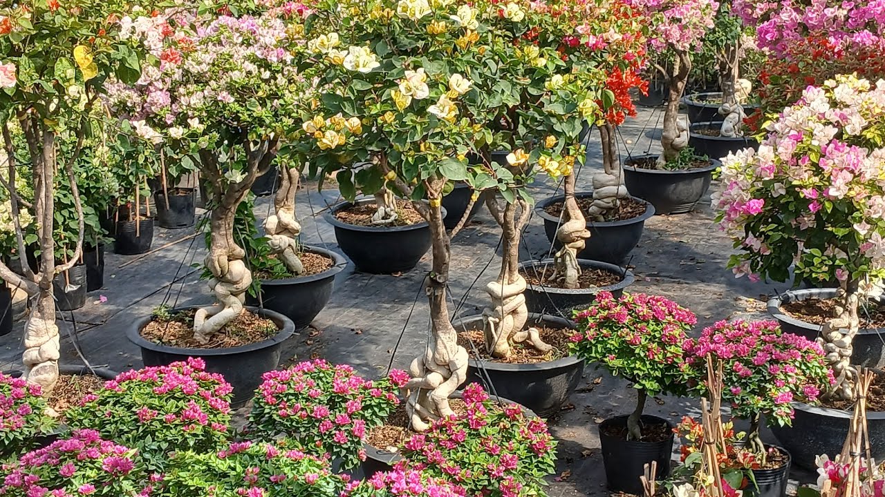 Giao lưu hoa giấy giống mới đẹp đt 0939387479