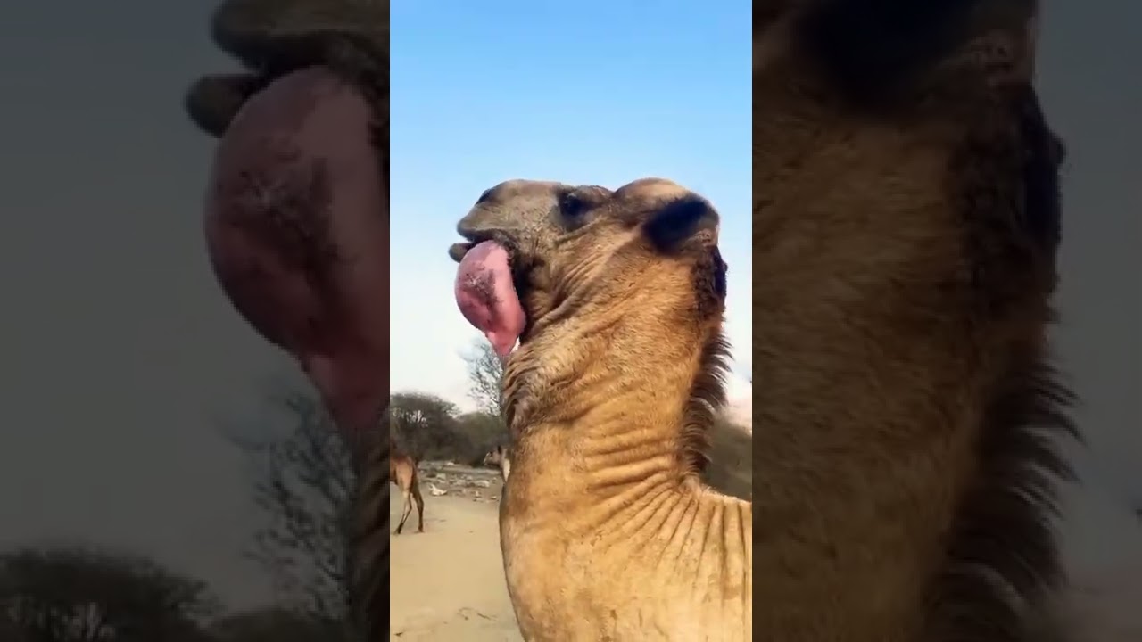 camelo com SEDE no deserto