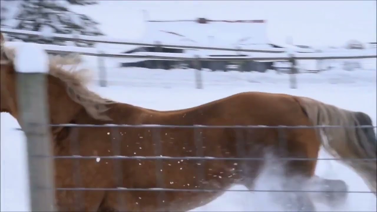 Horse running through the snow in slo mo.