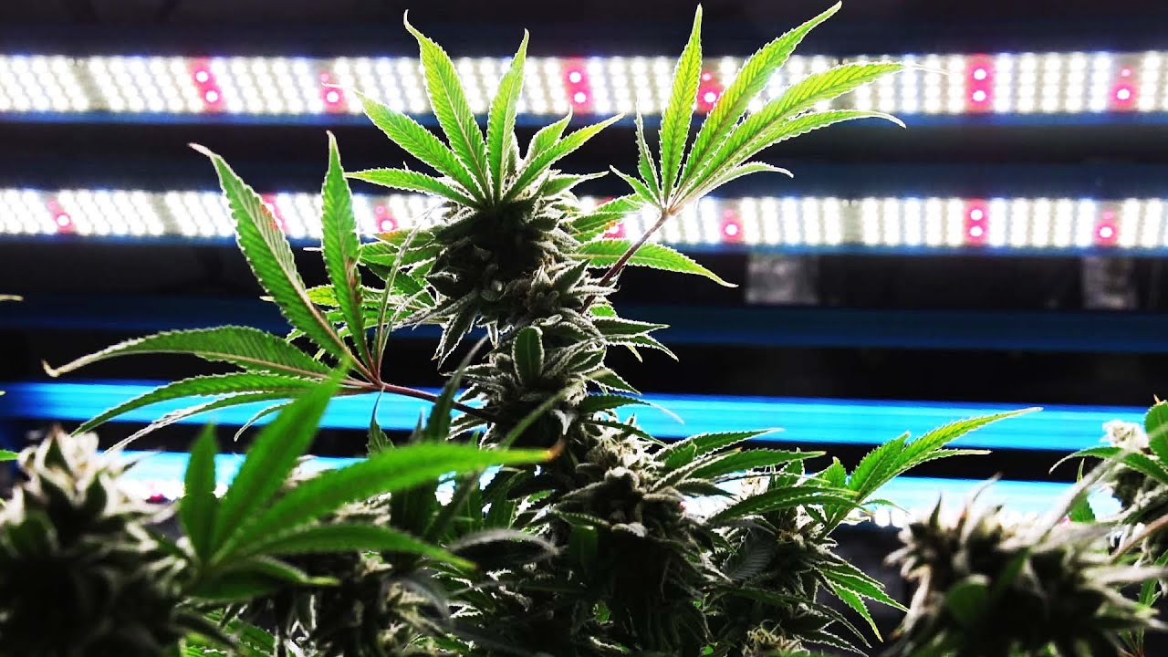 KingBrite 800W LM301H EVO LED Grow Light Review - Harvest Results from Use