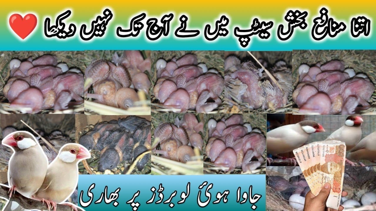 Profitable JaVa Birds Setup In karachi ||Fawn Java Albino Java 100 Pairs ||Breeding 2022 ||B4BIRDS