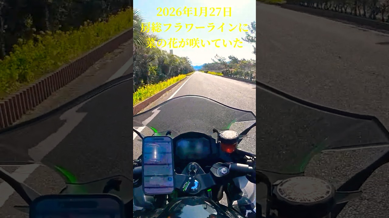 房総フラワーラインには両側に菜の花が咲いていた　#ツーリング #バイク #千葉県 #ninja1000sx