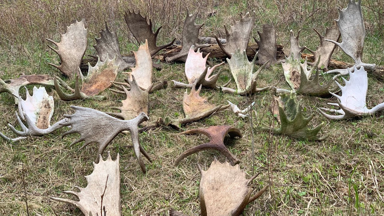 Incredible Moose Shed Hunting! | Joe Shead Outdoors