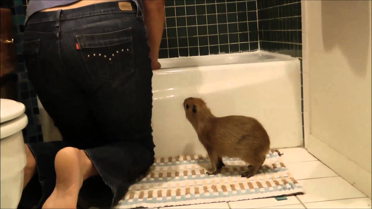 Bath Time for Romeo and Tuff'n Capybara ロミオカピバラのためのバスタイム
