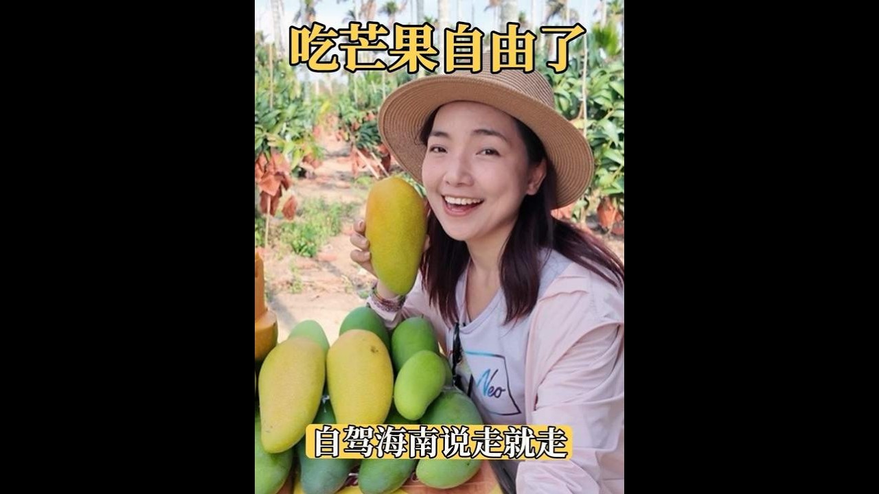 一人一车说走就走，下雨不能挖地瓜，立马钻进芒果园吃头茬金煌芒 女司机开着货车来到芒果园，海南一年一度的金煌芒季节来了，头