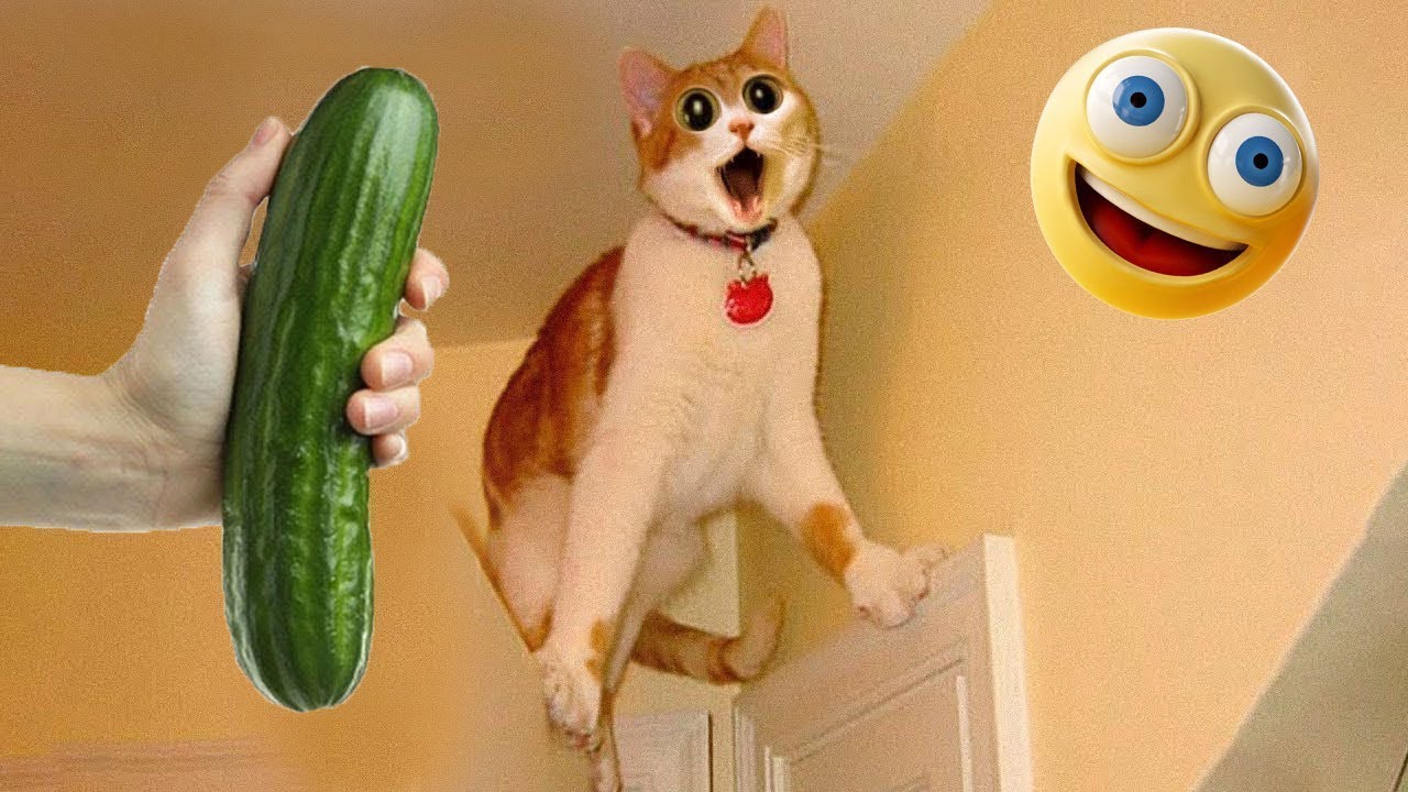 Hilaroius Animal Videos #59 || Funny PET Moments 😆