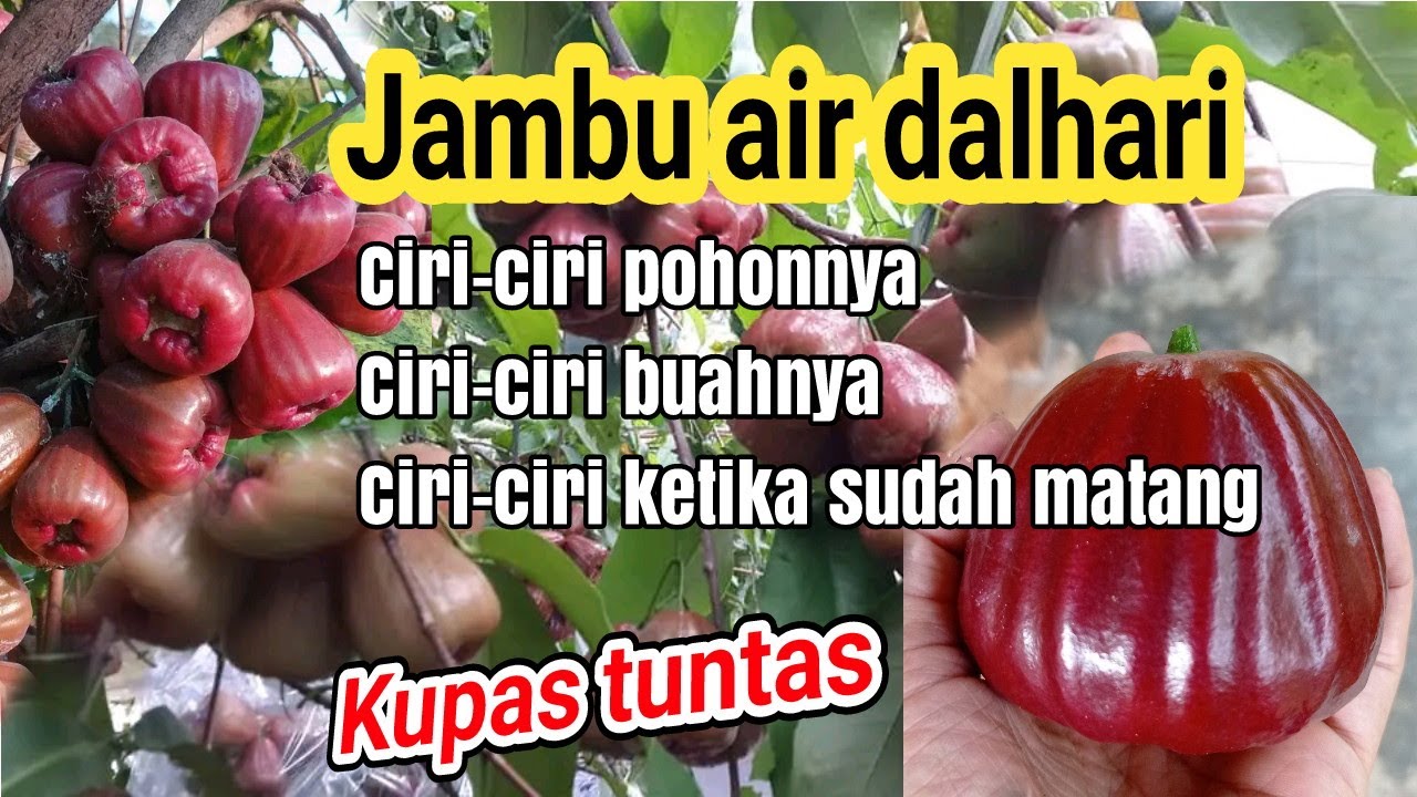 INI MENARIK CIRI POHON DAN BUAH JAMBU AIR DALHARI | momomio garden (3/11/24)