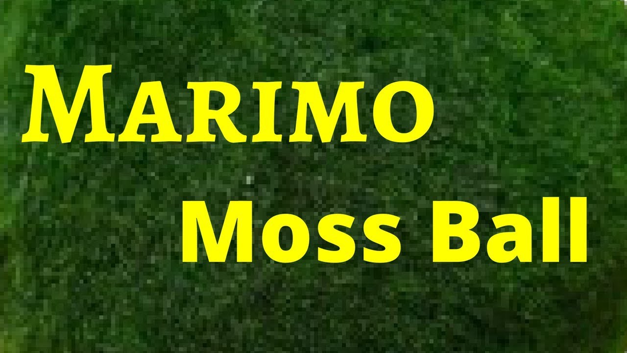 Marimo Moss Balls- The Care and Story Behind Them