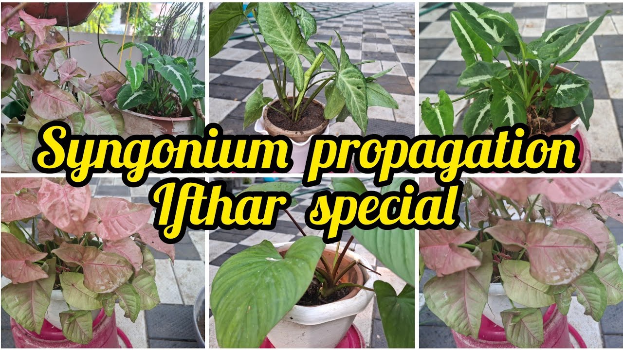 Syngonium propagation/ indoor plants/plants propagation/Syngonium verities 