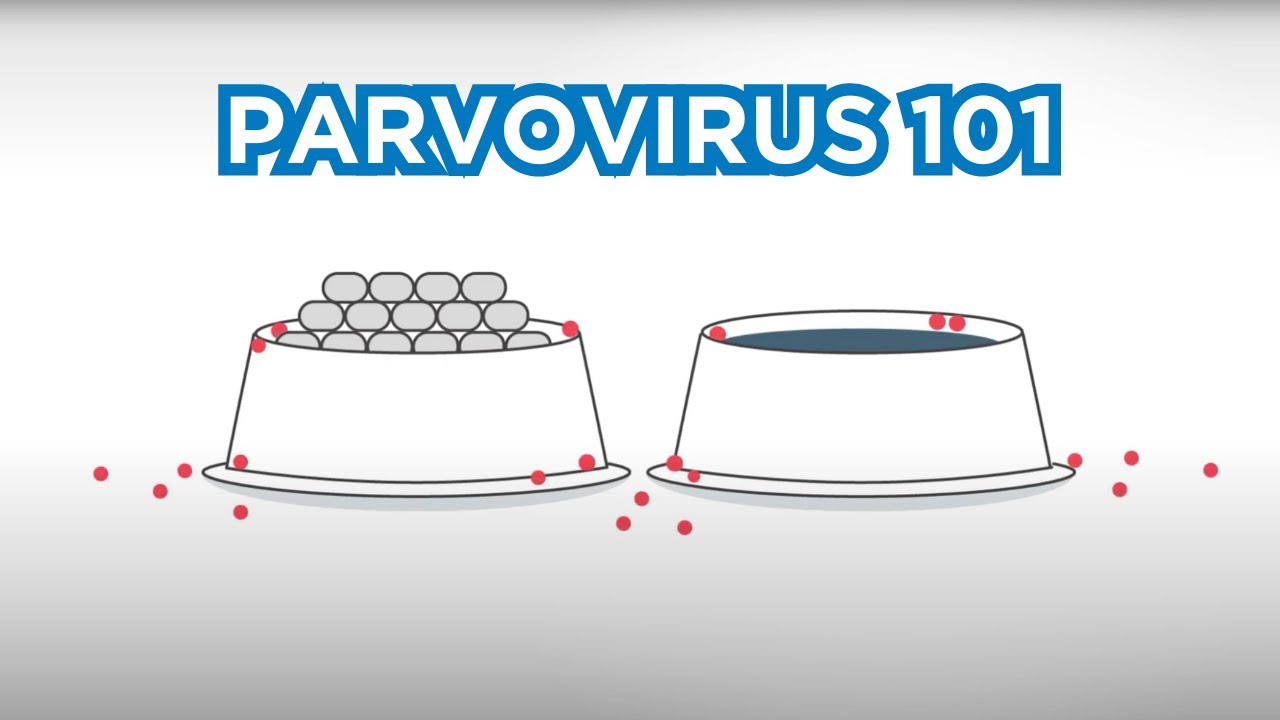 ParvoVirus 101: Prevention and Protection Measures