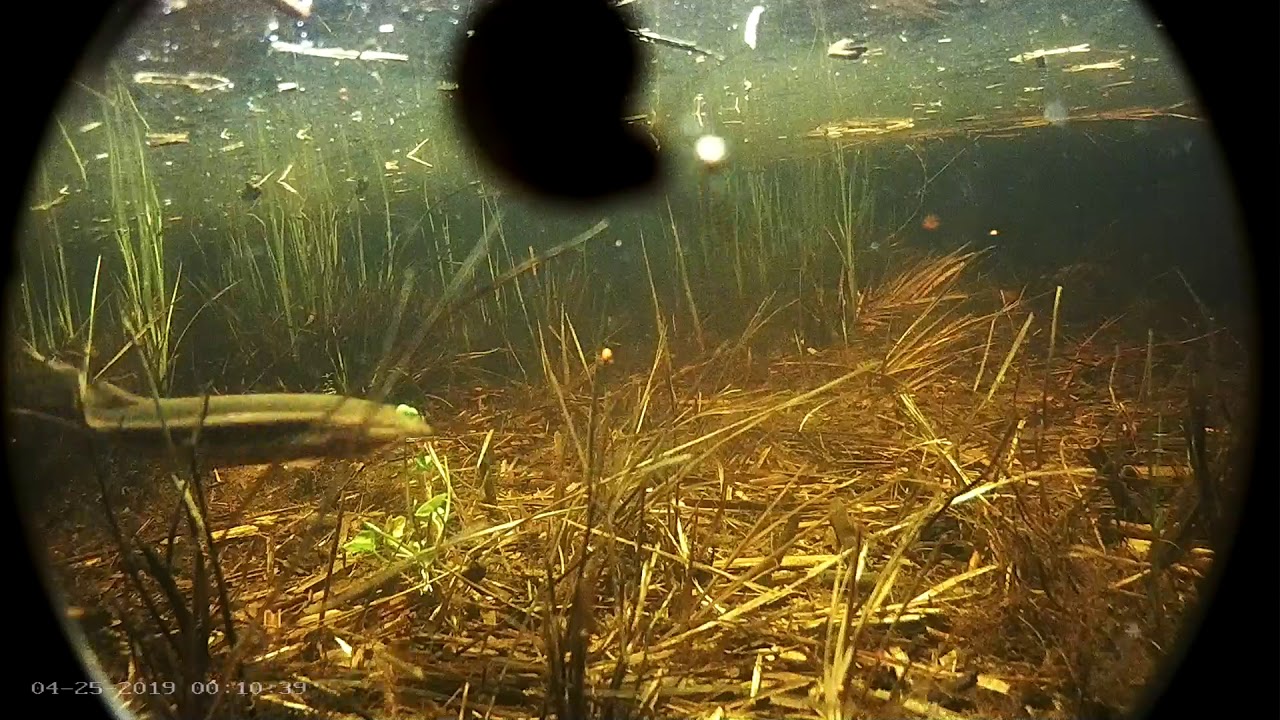 2019 04 25 00h10m Weatherfish, Vingerjas, Misgurnus fossilis